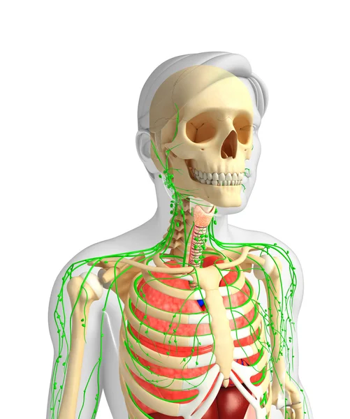 Lymfatisch en de ademhalingswegen mannelijk lichaam kunstwerken — Stockfoto