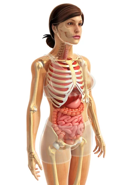 Human digestive system — Stock Photo, Image