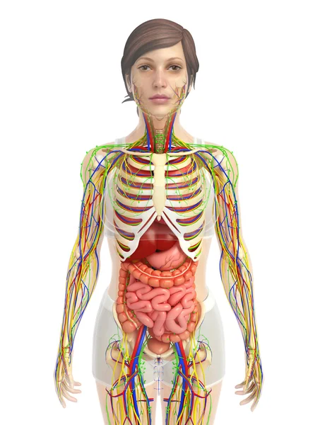İnsan sindirim sistemi