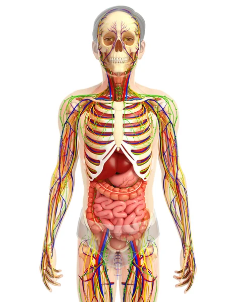 İnsan sindirim sistemi