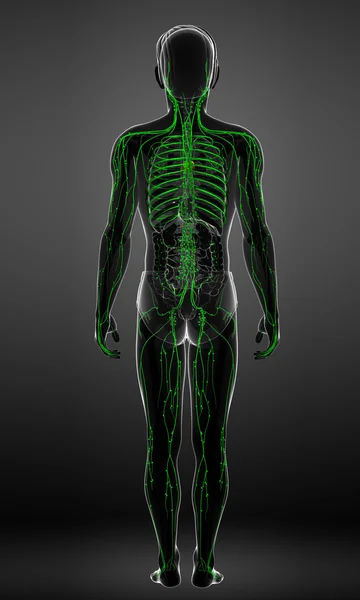 Lymfatisch systeem van mannelijke lichaam — Stockfoto
