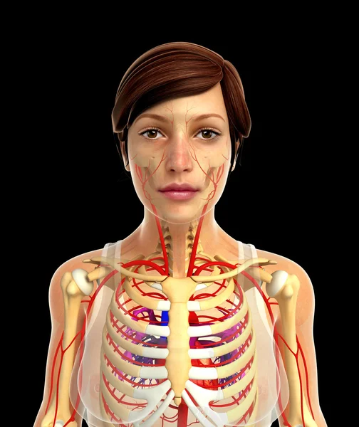 insan kalp anatomisi