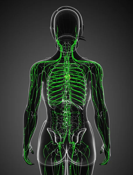 Lymphsystem des weiblichen Körpers — Stockfoto