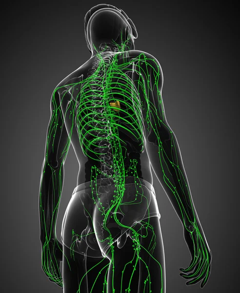 Lenfatik sistem erkek vücudunun