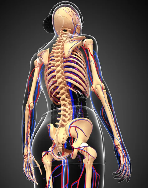 kadın iskelet dolaşım sistemi