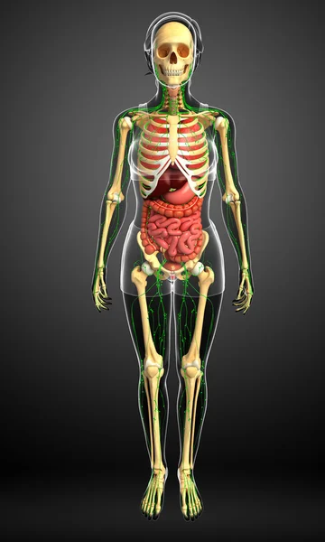 Sistema linfático, esquelético y digestivo de las ilustraciones corporales femeninas — Foto de Stock