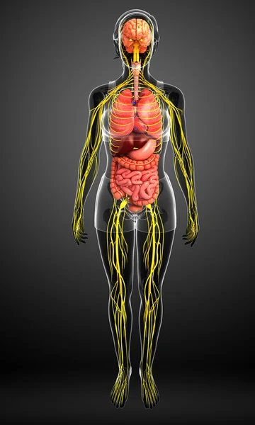 Kobiece ciało kompozycji układu nerwowego oraz układu pokarmowego — Zdjęcie stockowe