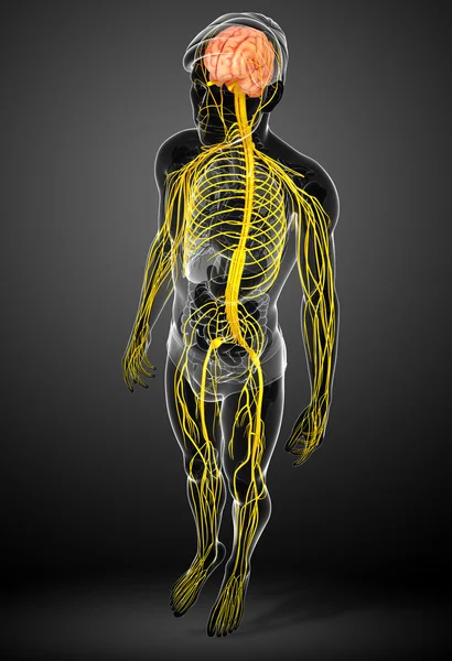 Male nervous system artwork — Stock Photo, Image