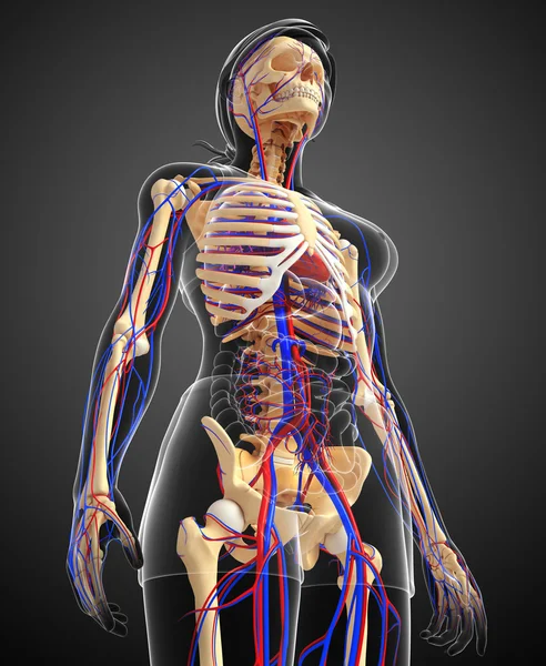 Sistema circulatorio esquelético humano — Foto de Stock