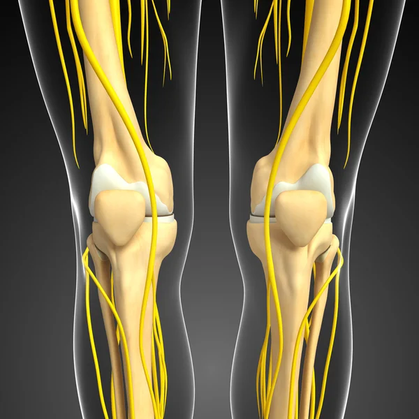 中枢神经系统和膝关节的骨架图稿 — 图库照片