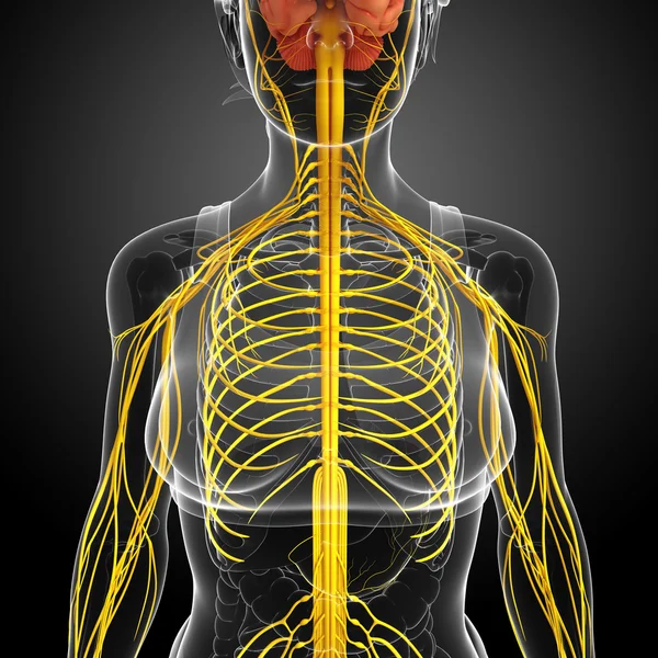 Żeński układ nerwowy grafika — Zdjęcie stockowe