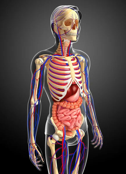 Erkek iskelet, sindirim ve dolaşım sistemi