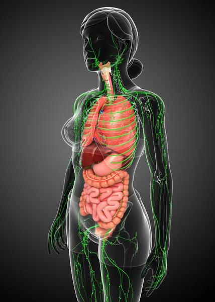 リンパと芸術家の女性の身体の消化システム — ストック写真