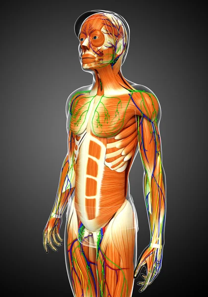 Anatomie der menschlichen Muskeln — Stockfoto