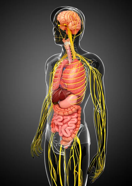 Corpo masculino de arte do sistema nervoso e digestivo — Fotografia de Stock