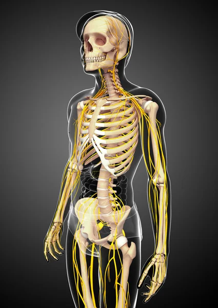 Erkek iskelet ve sinir sistemi sanat