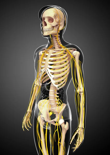 Скелет і робота нервової системи чоловіків — стокове фото