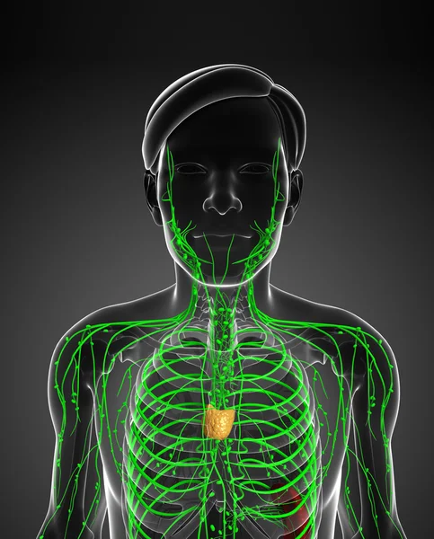 Lenfatik sistem erkek vücudunun