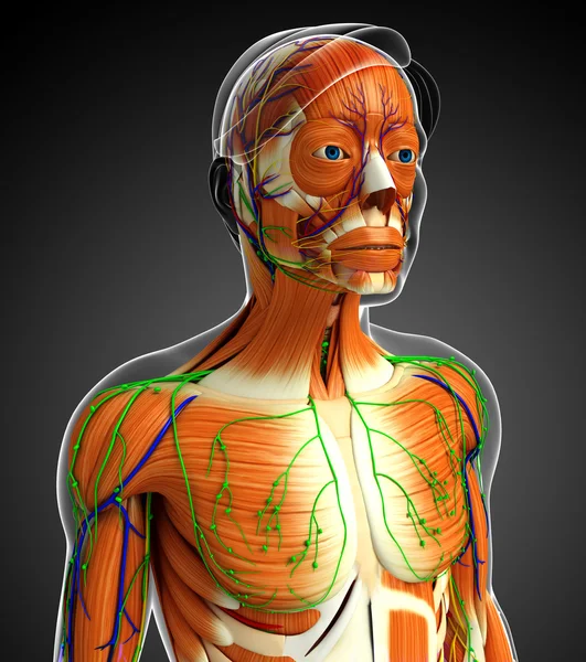Anatomia człowieka mięśni — Zdjęcie stockowe