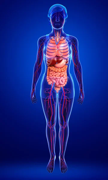 Digestive and circulatory system of female  body — Stock Photo, Image