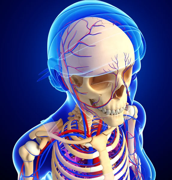 kadın iskelet dolaşım sistemi