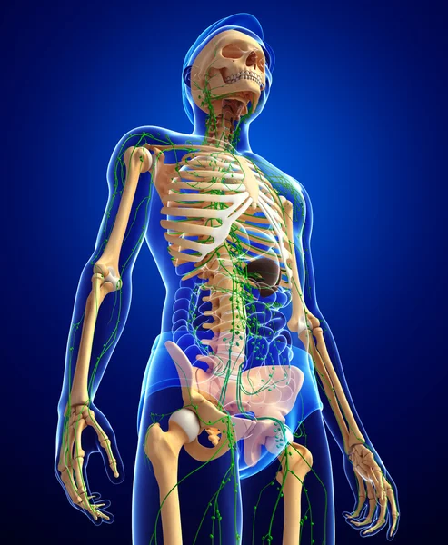 Lenfatik sistem erkek iskelet sanat