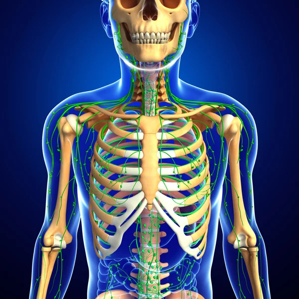 Lenfatik sistem erkek iskelet sanat