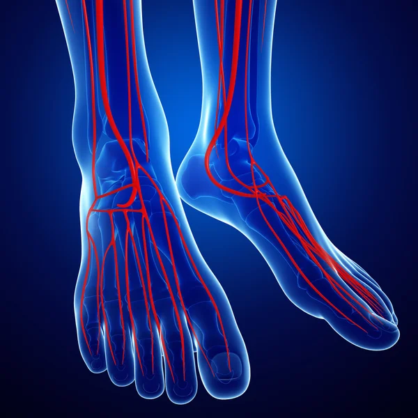 İnsan Arteryel sistemi — Stok fotoğraf