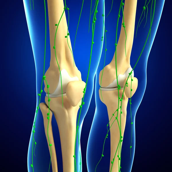 Lymphatic system of Knee skeleton artwork — Stock Photo, Image