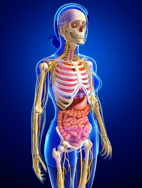  Kadın iskelet sinir ve sindirim sistemi resimler