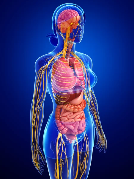 Sinir ve sindirim sistemi sanat kadın bedeni 