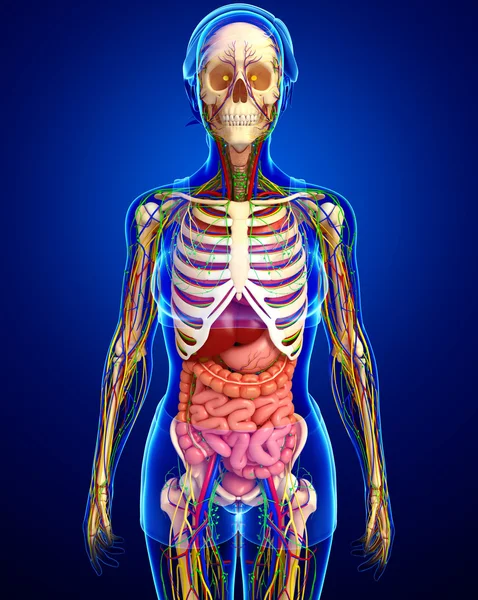 Lymph-, Skelett-, Nerven- und Kreislaufsystem der weiblichen Bo — Stockfoto