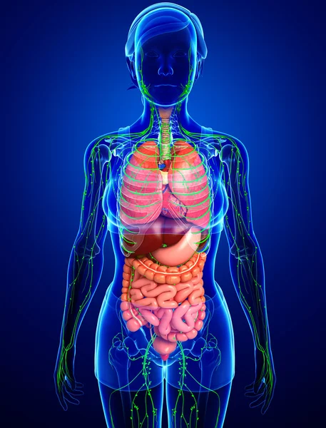 Lymphsystem und Verdauungssystem weiblicher Körperkunstwerke — Stockfoto