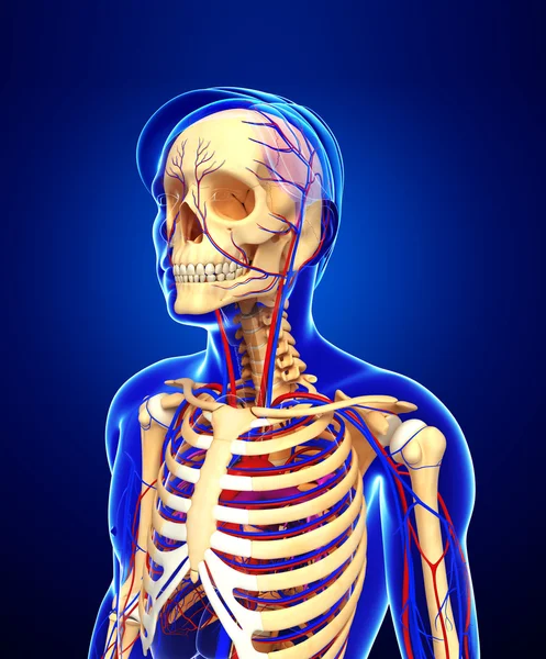 erkek iskelet dolaşım sistemi