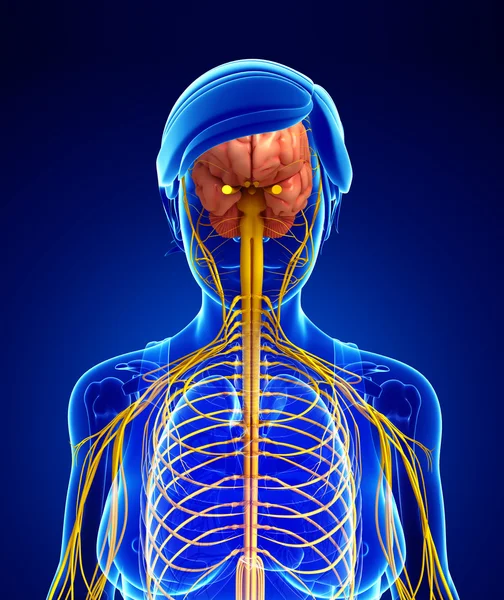 Kadın sinir sistemi sanat