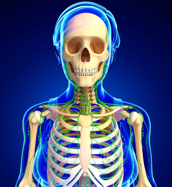 Lenfatik sistem kadın iskelet sanat