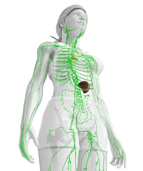 Kadın bedeninin lenfatik sistem
