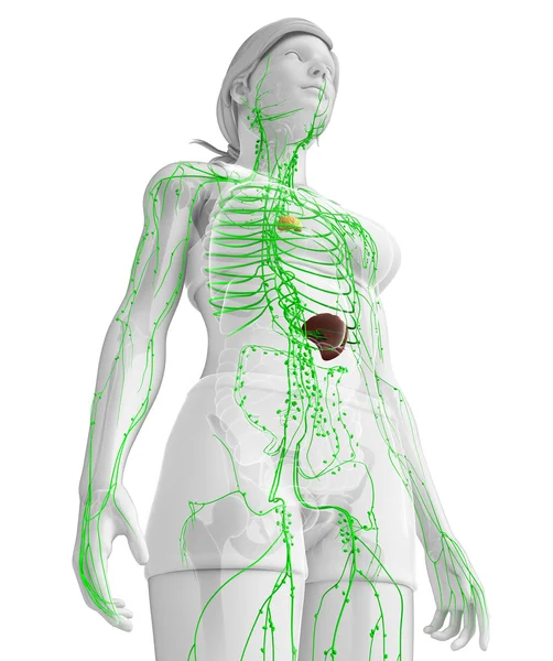 Système lymphatique du corps féminin — Photo