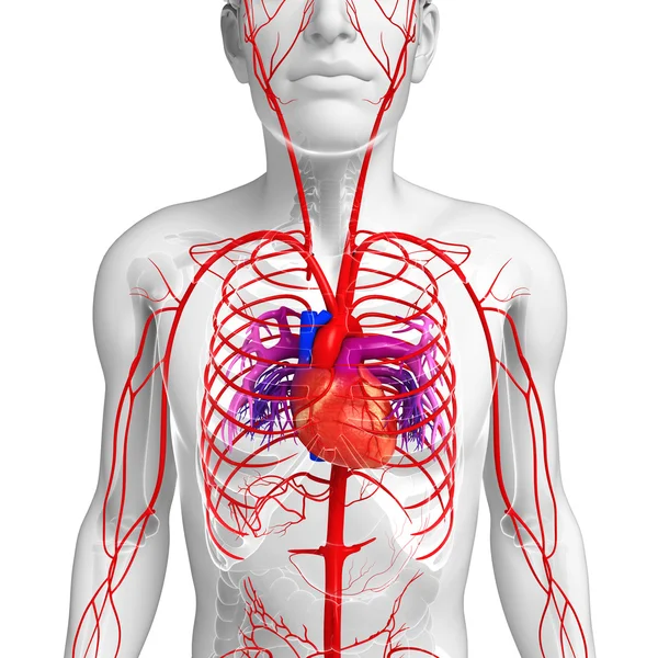 Erkek Arteryel sistemi — Stok fotoğraf