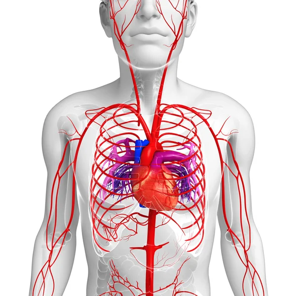 Sistema arterial masculino — Fotografia de Stock