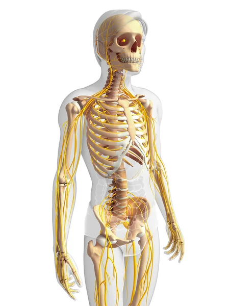 Esqueleto masculino e arte do sistema nervoso — Fotografia de Stock