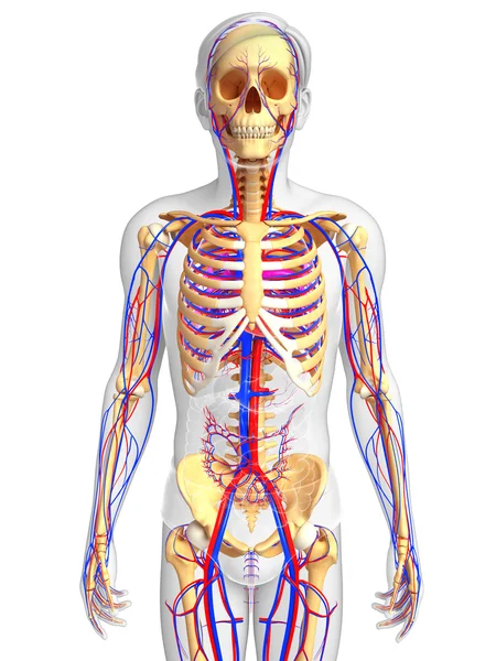 erkek iskelet dolaşım sistemi