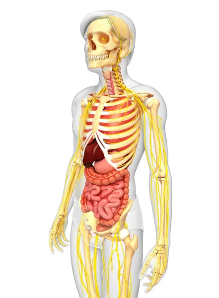 Esqueleto masculino com obras de arte do sistema nervoso e digestivo — Fotografia de Stock