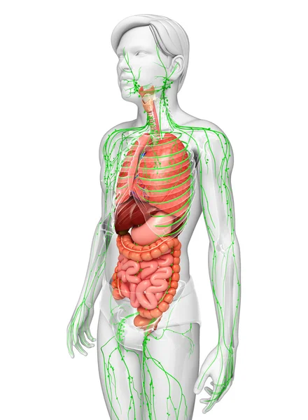 Lenfatik ve sindirim sistemi erkek vücut sanat