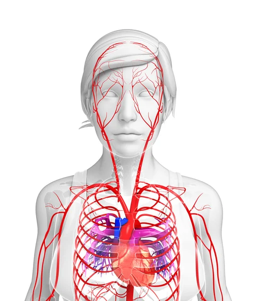 Kadın Arteryel sistemi 