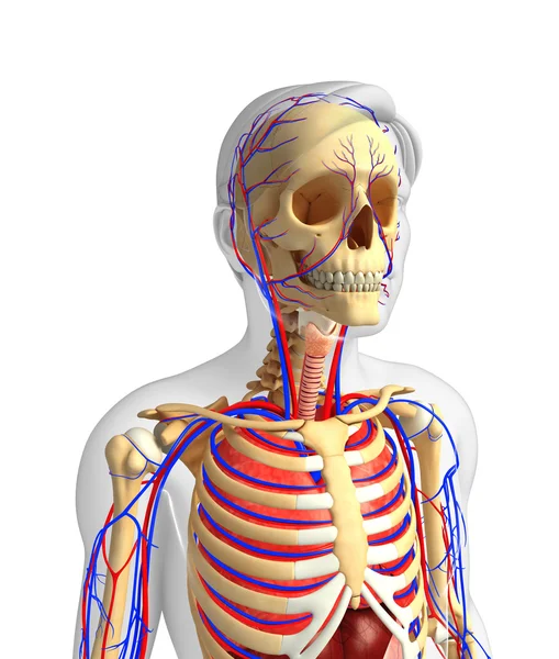 Manliga skelettet och cirkulationssystemet — Stockfoto