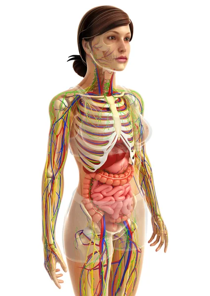İnsan sindirim sistemi