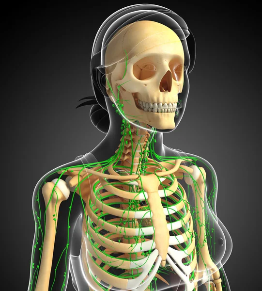 Lymphatic system of Female skeleton artwork — Stock Image Lymphatic system of Female skeleton artwork Royalty Free Stock Photos