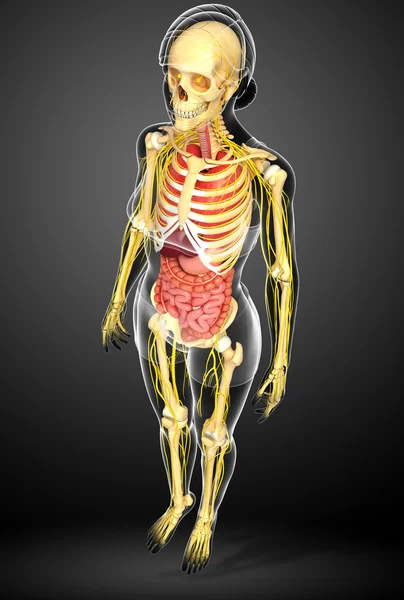 Female skeleton with nervous and digestive system artwork — Stock Image Female skeleton with nervous and digestive system artwork Stock Image