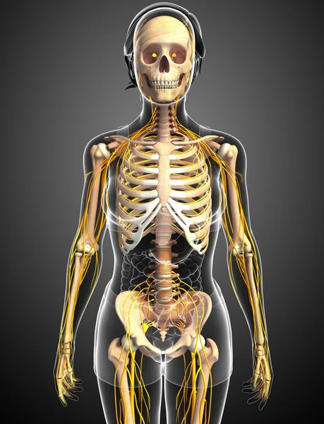 Nervous system and female skeleton artwork — Stock Image Nervous system and female skeleton artwork Royalty Free Stock Images